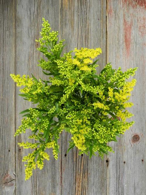 TARA SOLIDAGO YELLOW ASTER